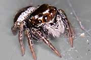 Jumping Spider (Euryattus bleekeri) (Euryattus bleekeri)